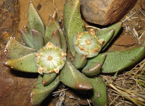 Rabiea albinota green capsules